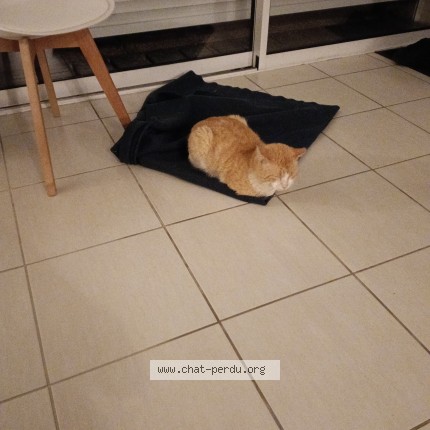 Photo 1/1 coco Chat perdu à Prigonrieux