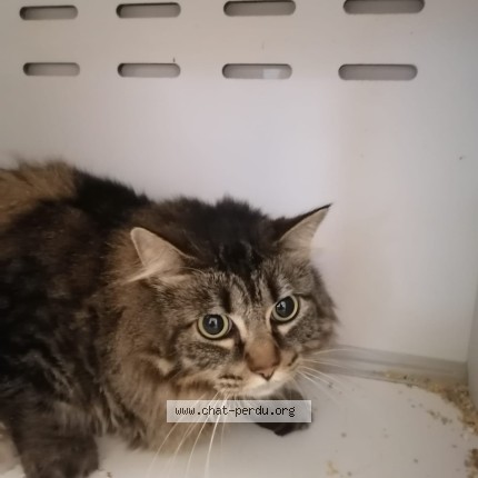 Photo 1/1 Chat trouvé Trouvé à Caussade