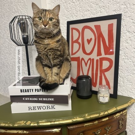 Photo 1/1 Chat retrouvé Perdu à Boissise Le Roi