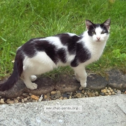 Photo 1/2 Chat trouvé Trouvé à Trosly Breuil