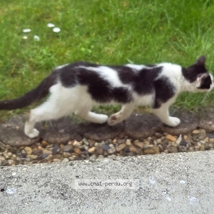 Photo 2/2 Chat trouvé Trouvé à Trosly Breuil