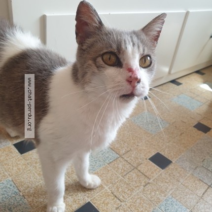 Photo 1/1 Chat trouvé Trouvé à Benouville