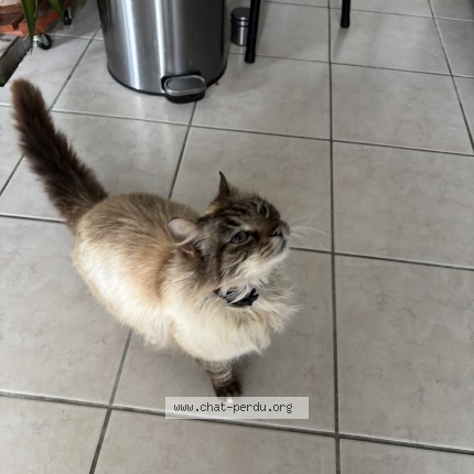 Photo 1/1 Chat trouvé Trouvé à Saint James