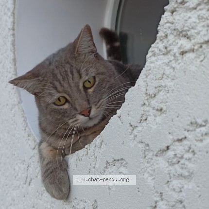 Photo 1/1 plagg Chat perdu à Bernin