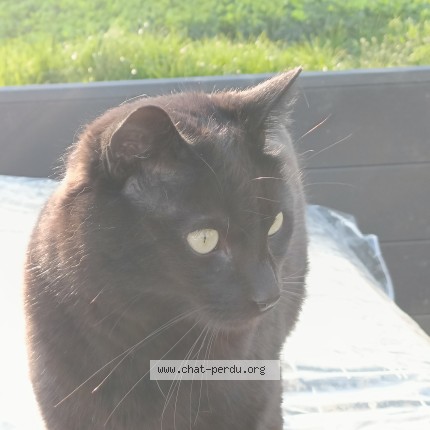 Photo 1/1 Neko Chat perdu à Penthaz