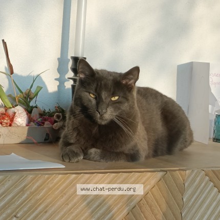 Photo 1/1 Cabrel Chat perdu à Penthaz
