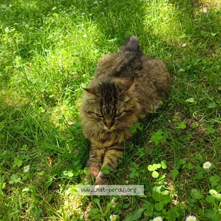 Photo 1/1 Bella Chat perdu à St Medard En Jalles