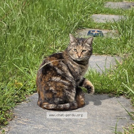 Photo de chat trouvé à Chatillens