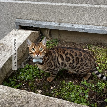 Photo 1/1 Chat trouvé Trouvé à Nanterre