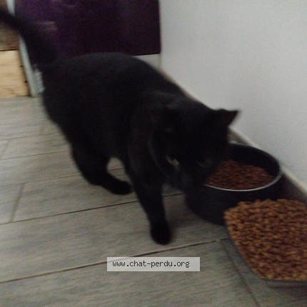 Photo 1/1 Baghera Chat perdu à Meyzieu