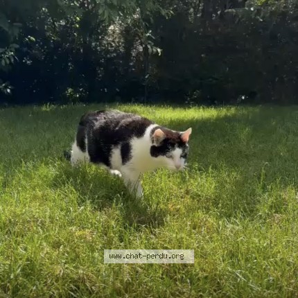 Photo 1/1 ulysse Chat perdu à Prilly