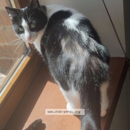 Photo 1/1 Tagada Chat perdu à Bordezac