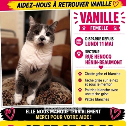 Photo 1/1 Vanille Chat perdu à Henin Beaumont
