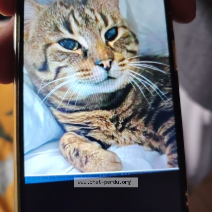 Photo de chat perdu à St Pardon De Conques