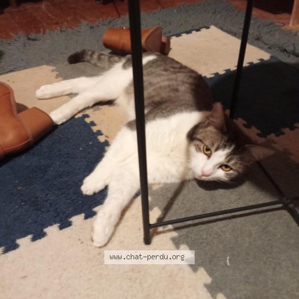 Photo 1/1 toudoux Chat perdu à Douvres La Delivrande