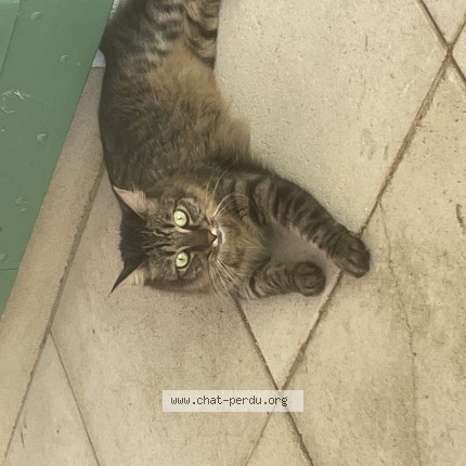 Photo de chat perdu à Beaumettes