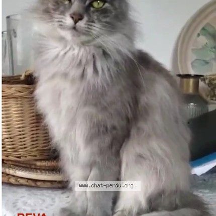 Photo 1/1 REVA Chat perdu à Bidart