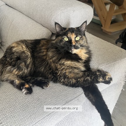Photo 1/1 Dalida Chat perdu à Septemes Les Vallons