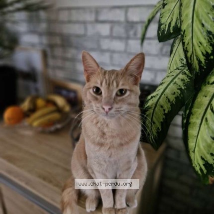 Photo 1/1 roucki Chat perdu à La Chaize Le Vicomte