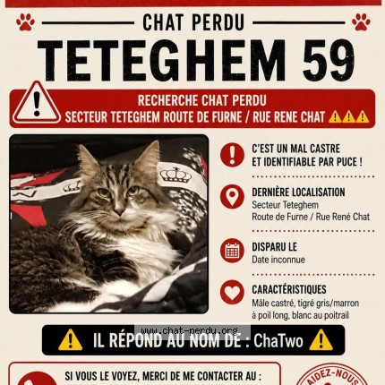 Photo de chat perdu à Teteghem