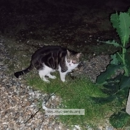 Photo de chat trouvé à Amiens