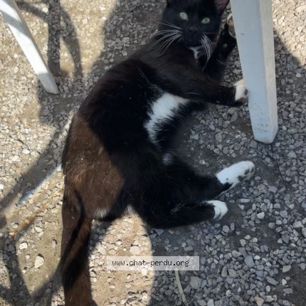 Photo de chat perdu à Trosly Breuil