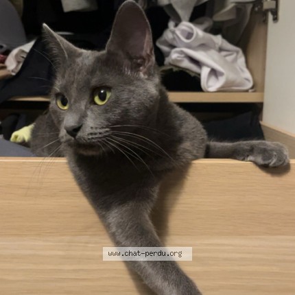 Photo de chat perdu à Paris