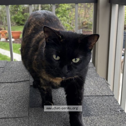 Photo 1/1 Chat trouvé Trouvé à Lachute