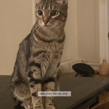 Photo de chat perdu à Lyon
