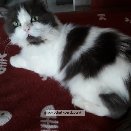 Photo de chat trouvé à Saint Laurent Du Var
