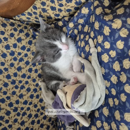 Photo 1/1 Chat trouvé Trouvé à Bleneau