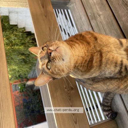Photo 1/1 mew Chat perdu à Saint Nazaire