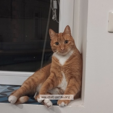 Photo 1/1 Toulouse Chat perdu à Cambes