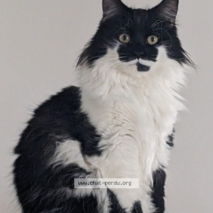 Photo de chat perdu à Ollioules