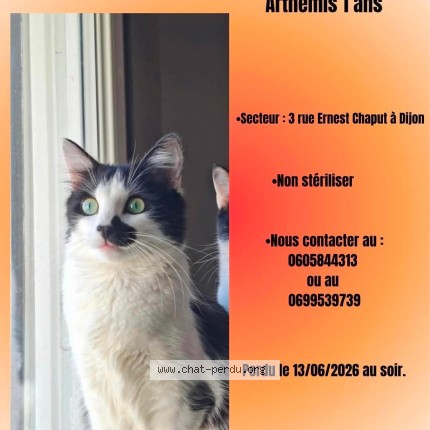 Photo de chat perdu à Dijon
