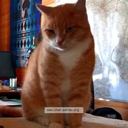 Photo de chat perdu à Saint Michel