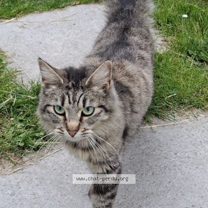 Photo de chat trouvé à Saint Nazaire