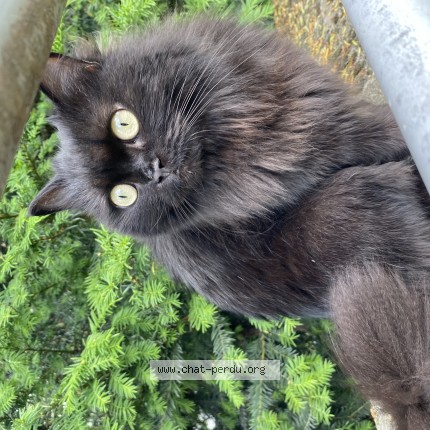 Photo de chat trouvé à Paris