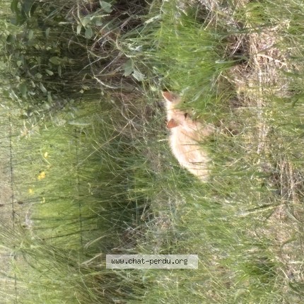 Photo 1/1 Chat trouvé Trouvé à Ste Colombe Des Bois
