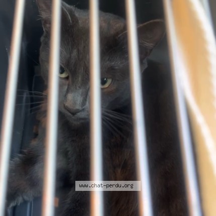 Photo de chat trouvé à Paris