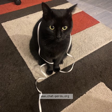 Photo de chat perdu à Angers