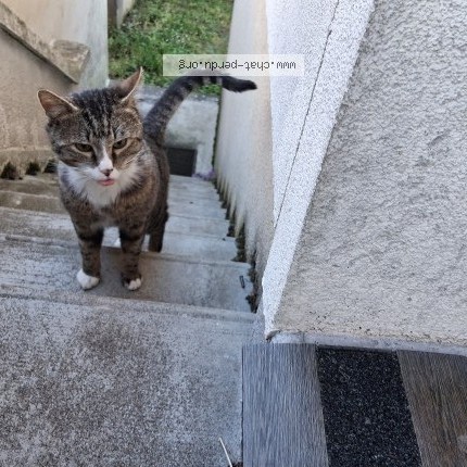 Photo 1/4 Chat trouvé Trouvé à Orleans