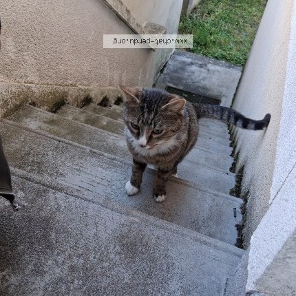 Photo 2/4 Chat trouvé Trouvé à Orleans