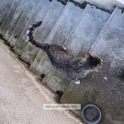 Photo 3/4 Chat trouvé Trouvé à Orleans
