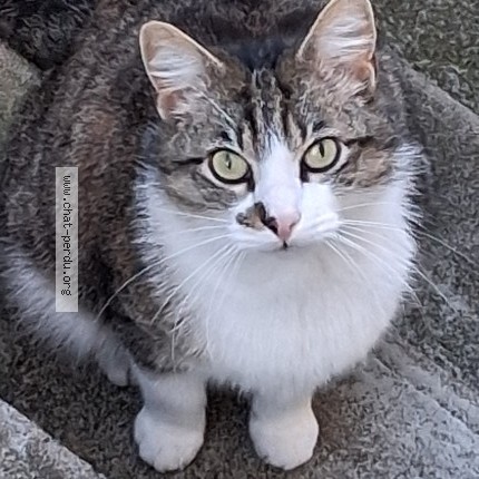 Photo de chat trouvé à Orleans