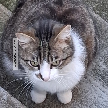 Photo 2/3 Chat trouvé Trouvé à Orleans