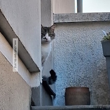 Photo 3/3 Chat trouvé Trouvé à Orleans
