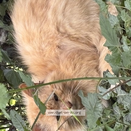 Photo 1/1 Chat trouvé Trouvé à Ferriere