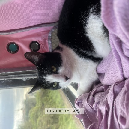 Photo de chat perdu à Sevremoine