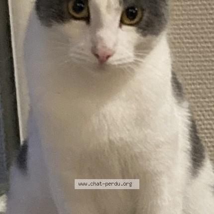 Photo de chat perdu à Laval